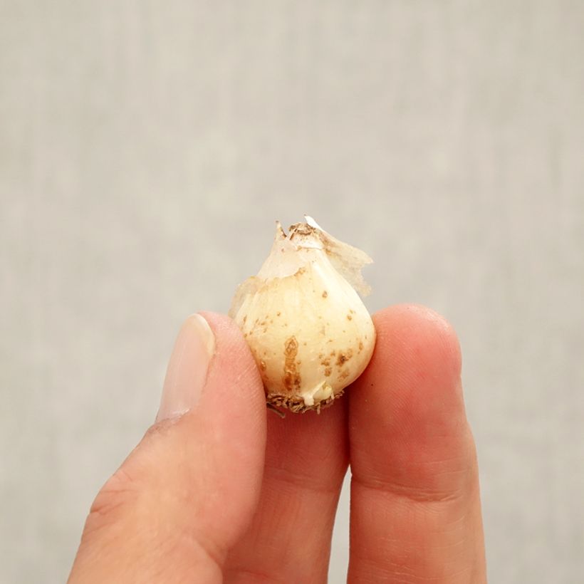 Exemplaar van Muscari aucheri Ocean Magic - Blauwe druifjes Bol kaliber 8/9 zoals geleverd in de herfst