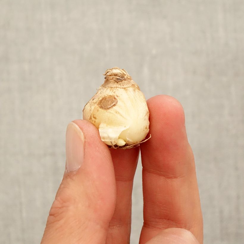 Exemplaar van Muscari aucheri White Magic - Blauwe druifjes Bol kaliber 7+ zoals geleverd in de herfst