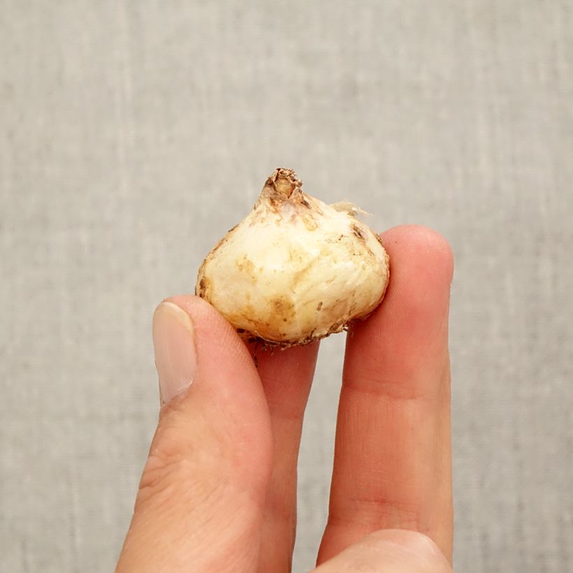 Exemplaar van Muscari aucheri White Magic - Blauwe druifjes Bol kaliber 9+ zoals geleverd in de herfst