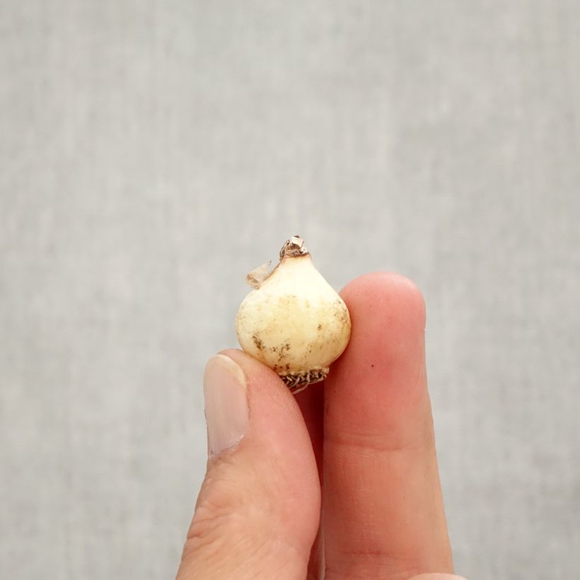 Exemplaar van Muscari botryoides Superstar - Blauwe druifjes Bol kaliber 6+ zoals geleverd in de herfst