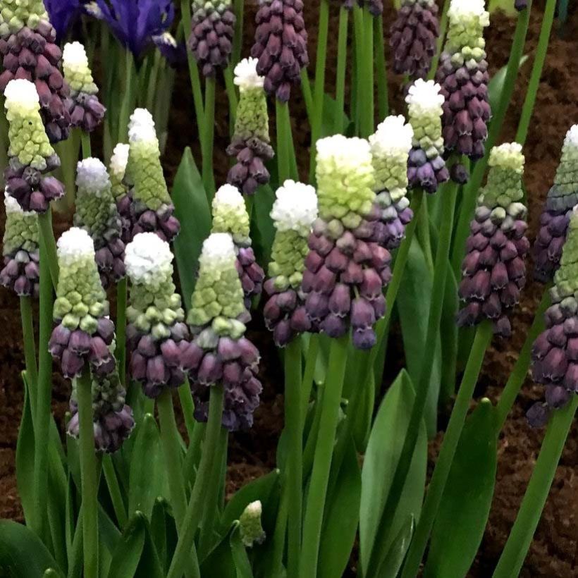 Muscari Grape Ice - Blauwe druifjes (Bloei)
