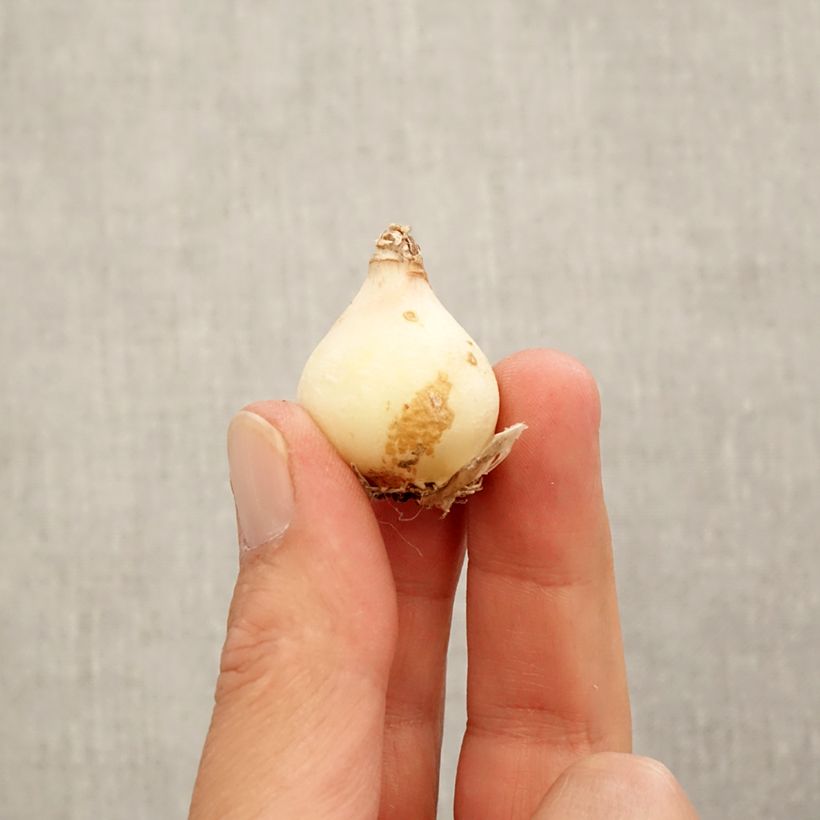 Exemplaar van Muscari Manon - Blauwe druifjes Bol kaliber 8+ zoals geleverd in de herfst