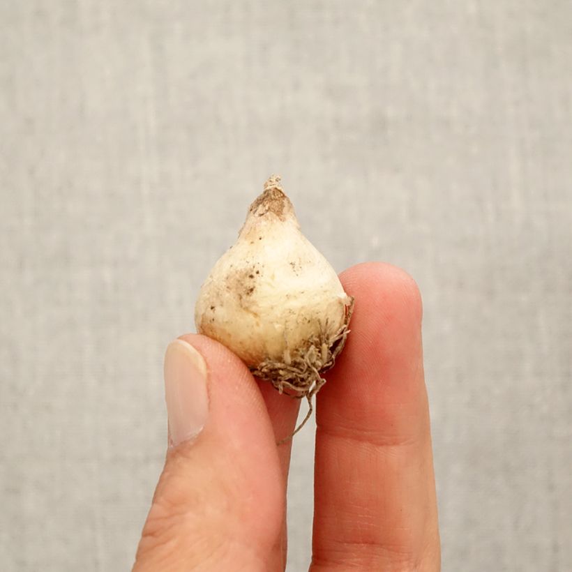 Exemplaar van Muscari racemosum blote wortel - Blauwe druifjes Bol kaliber 8+ zoals geleverd in de herfst