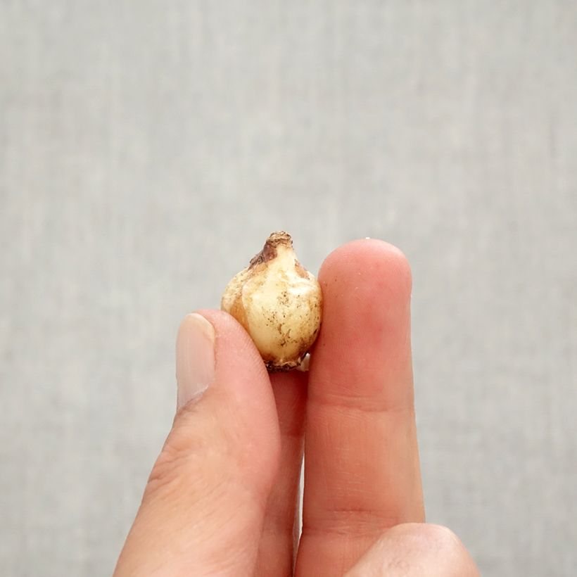 Exemplaar van Muscari Pink Sunrise - Blauwe druifjes Bol kaliber 6+ zoals geleverd in de herfst