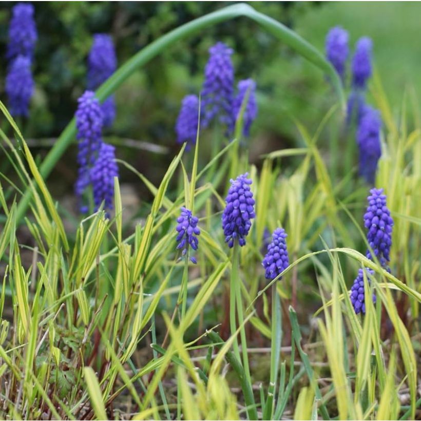 Muscari armeniacum - Blauwe druifjes (Bloei)