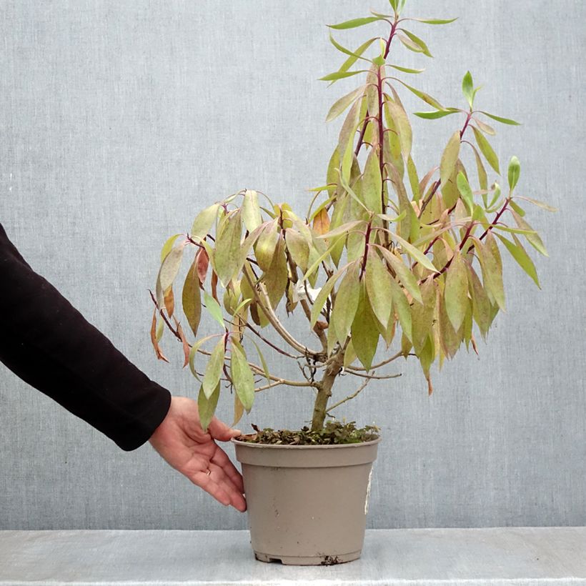 Exemplaar van Myoporum laetum - Ngaio Pot van 4 l/5 l zoals geleverd in de herfst