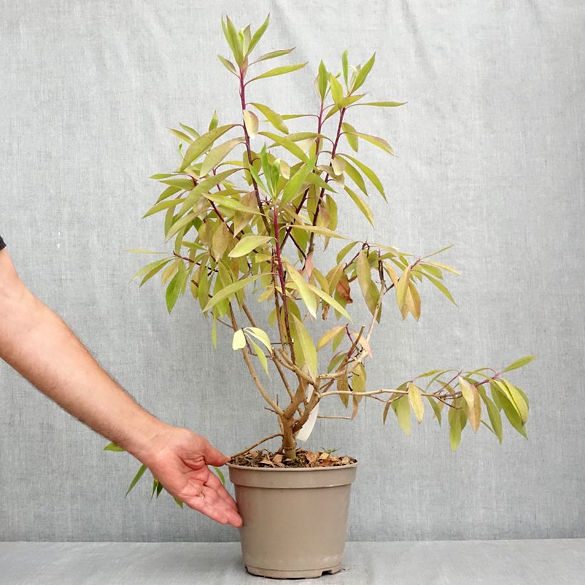 Exemplaar van Myoporum laetum - Ngaio Pot van 4 l/5 l zoals geleverd in de zomer