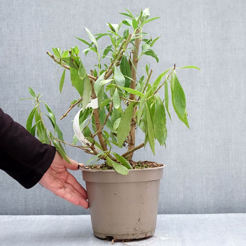 Exemplaar van Myoporum laetum - Ngaio Pot van 4 l/5 l zoals geleverd in de winter