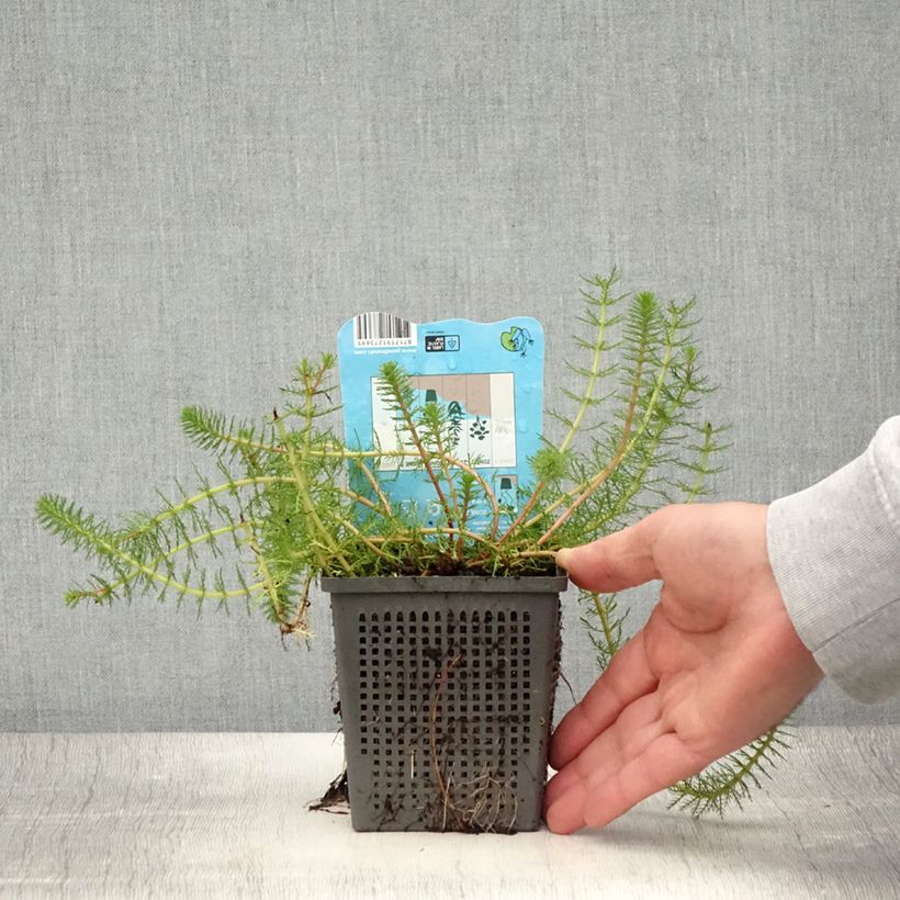 Exemplaar van Myriophyllum crispata - Parelvederkruid Pot van 1 l/1,5 l zoals geleverd in de zomer