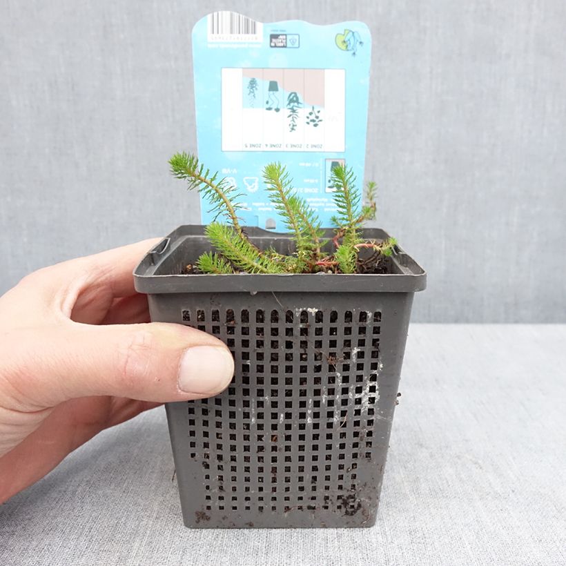 Exemplaar van Myriophyllum crispata - Parelvederkruid Pot van 1 l/1,5 l zoals geleverd in de lente