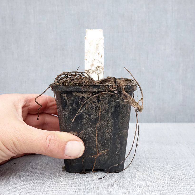 Exemplaar van Myriophyllum spicatum - Aarvederkruid Kweekpotje van 8/9 cm zoals geleverd in de lente