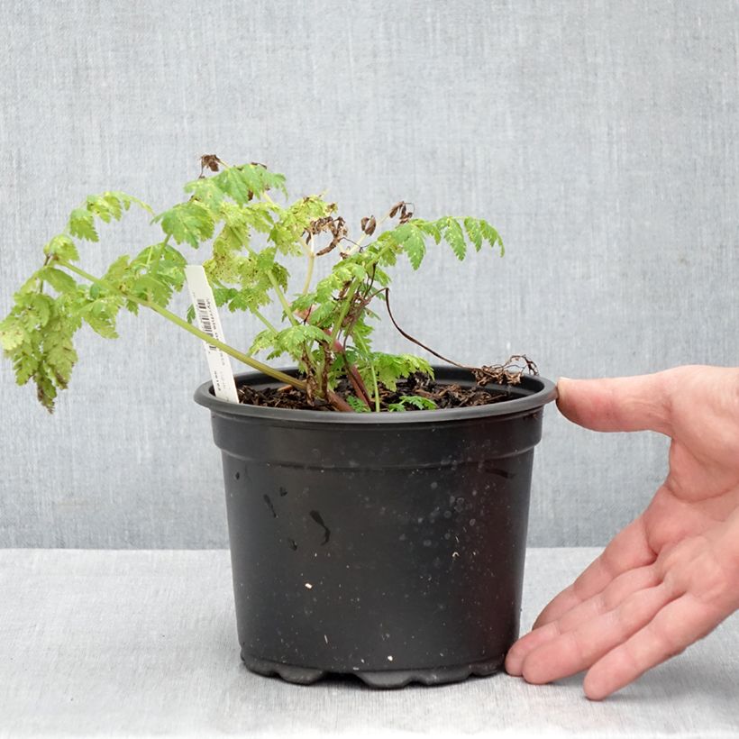 Exemplaar van Myrrhis odorata - Roomse kervel Pot van 2 l/3 l zoals geleverd in de herfst