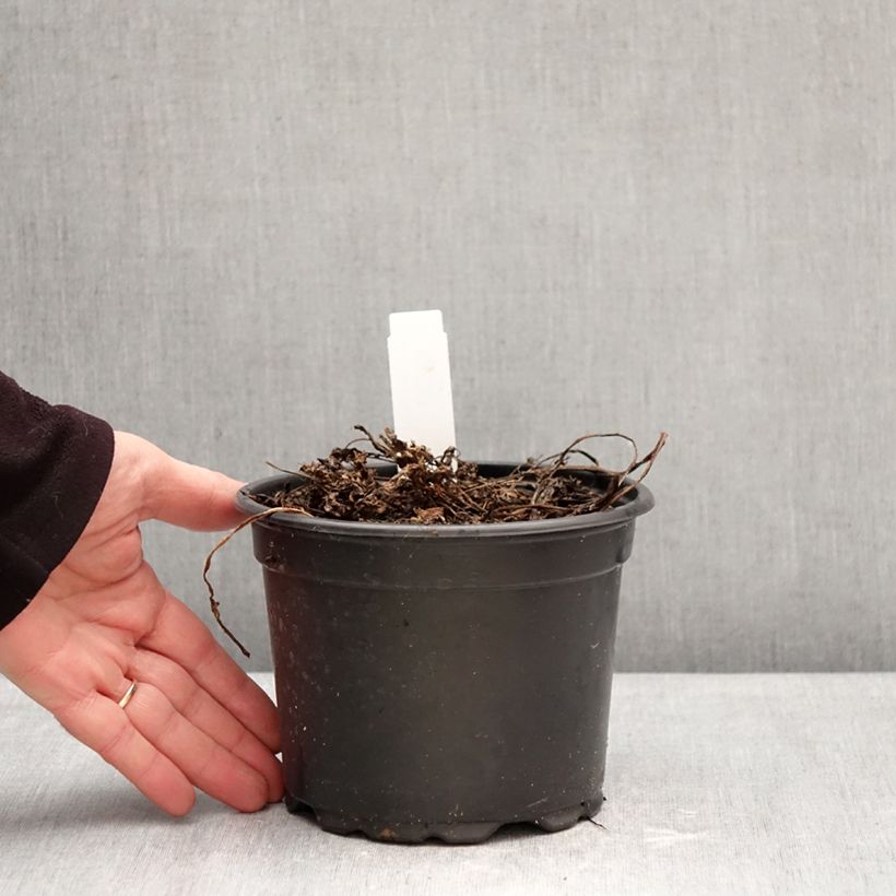 Example of Myrrhis odorata - Roomse kervel Pot van 2 l/3 l as you get in hiver