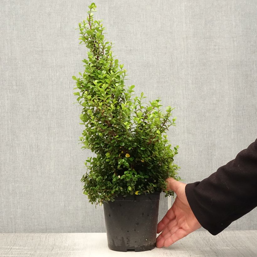 Exemplaar van Myrsine africana - Afrikaanse buxus Pot van 2 l/3 l zoals geleverd in de zomer