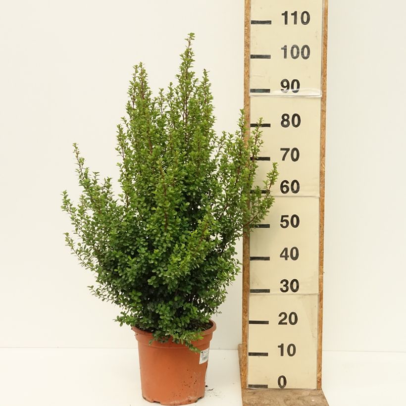 Exemplaar van Myrsine africana - Afrikaanse buxus Pot van 7,5 l/10 l zoals geleverd in de zomer