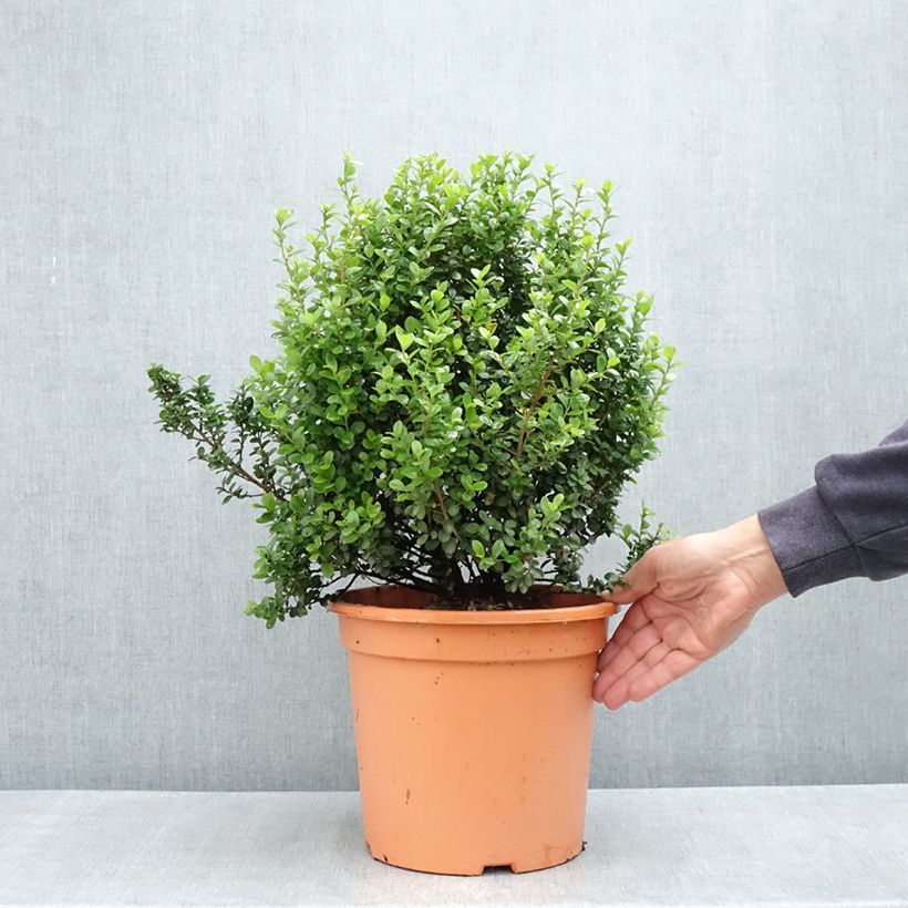 Exemplaar van Myrsine africana - Afrikaanse buxus Pot van 7,5 l/10 l zoals geleverd in de lente