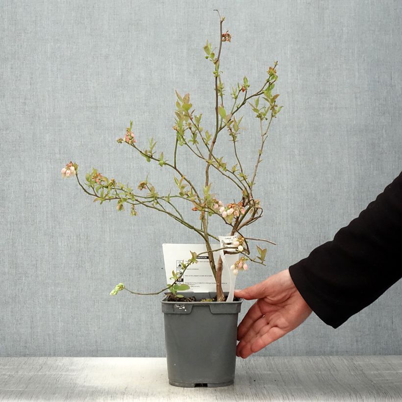 Exemplaar van Blauwe bes Atlantic Pot van 4 l/5 l zoals geleverd in de lente