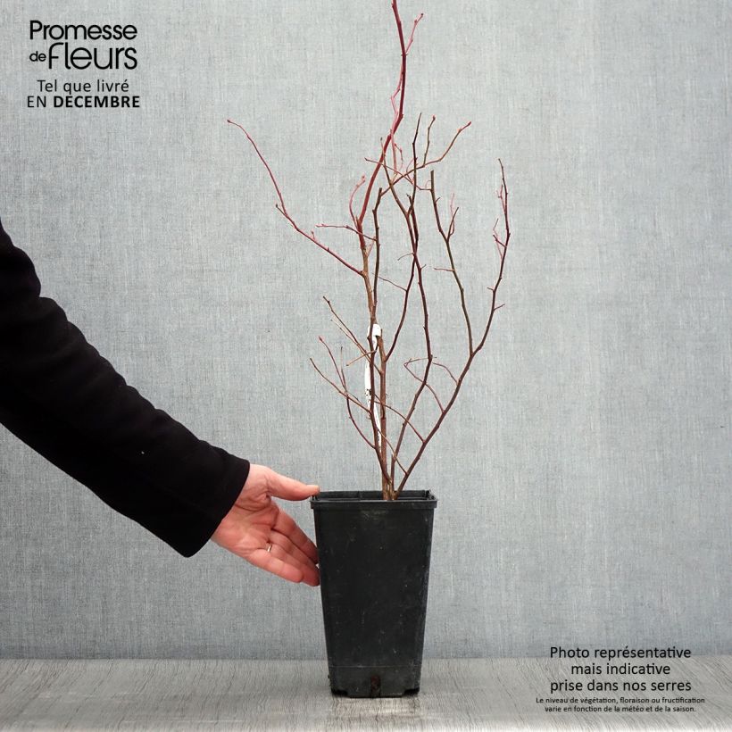 Exemplaar van Blauwe bes Berkeley Pot van 1,5 l/2 l zoals geleverd in de herfst