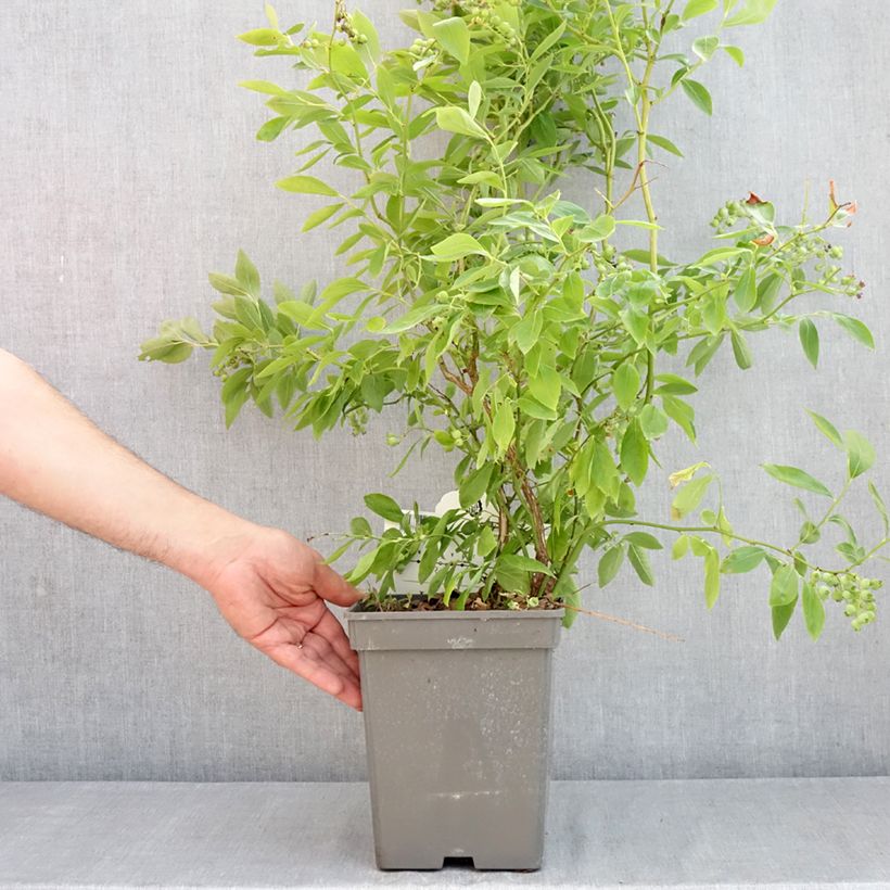 Exemplaar van Blauwe bes Blue Pearl Pot van 4 l/5 l zoals geleverd in de lente