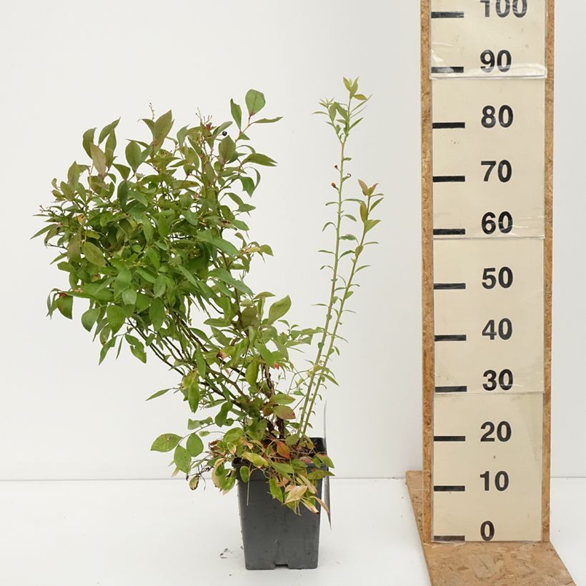 Exemplaar van Blauwe bes Blue Pearl Pot van 4 l/5 l zoals geleverd in de herfst