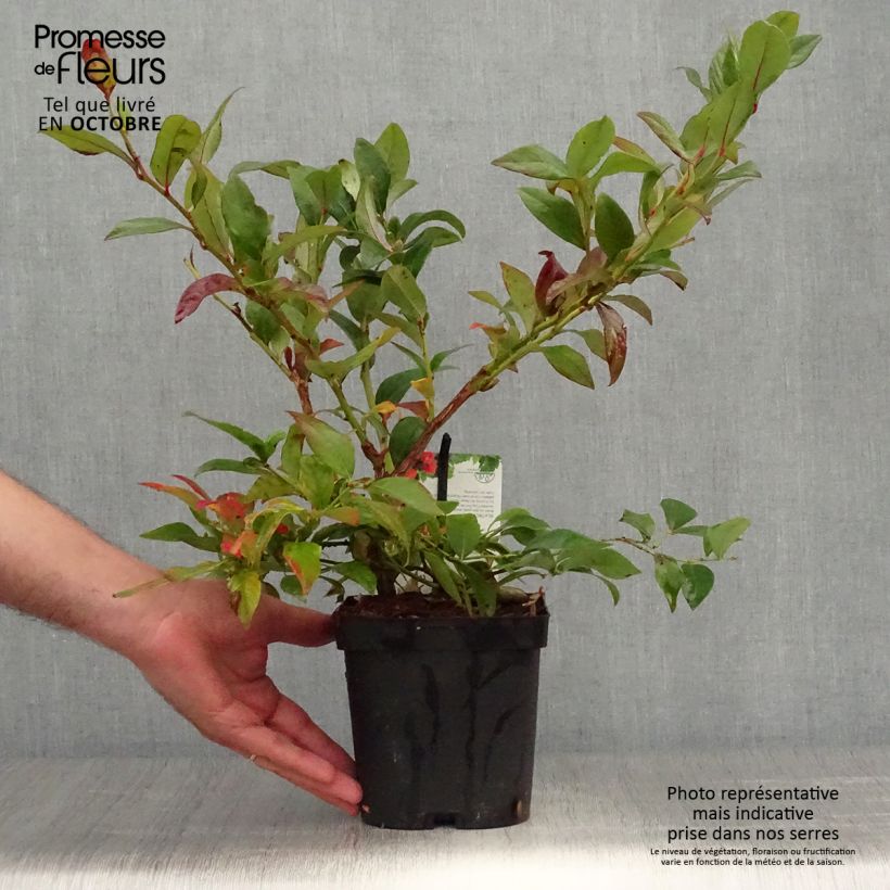 Exemplaar van Blauwe bes Darrow Pot van 1,5 l/2 l zoals geleverd in de herfst