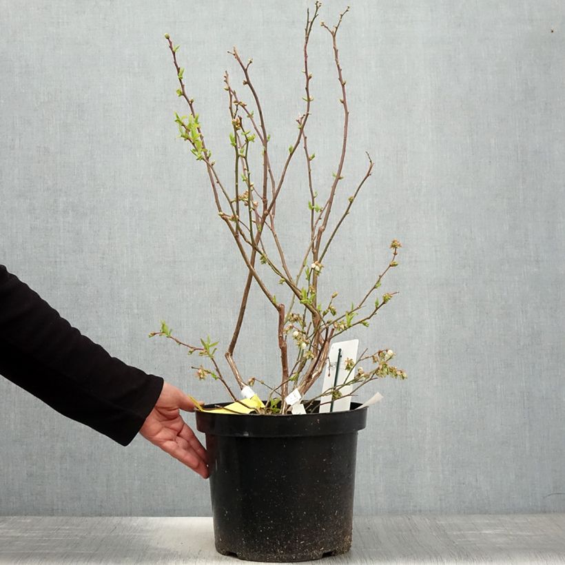 Exemplaar van Blauwe bes Duke Pot van 7,5 l/10 l zoals geleverd in de lente