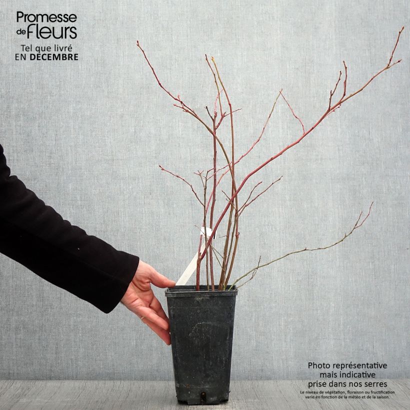 Exemplaar van Blauwe bes Ivanhoe Pot van 1,5 l/2 l, Struik zoals geleverd in de herfst