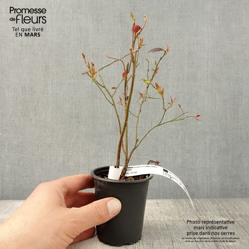 Exemplaar van Blauwe bes Legacy Kweekpotje van 8/9 cm zoals geleverd in de lente