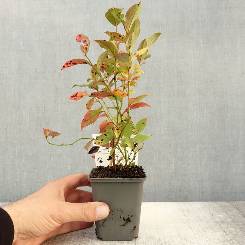 Exemplaar van Blauwe bes North Blue Kweekpotje van 8/9 cm zoals geleverd in de herfst