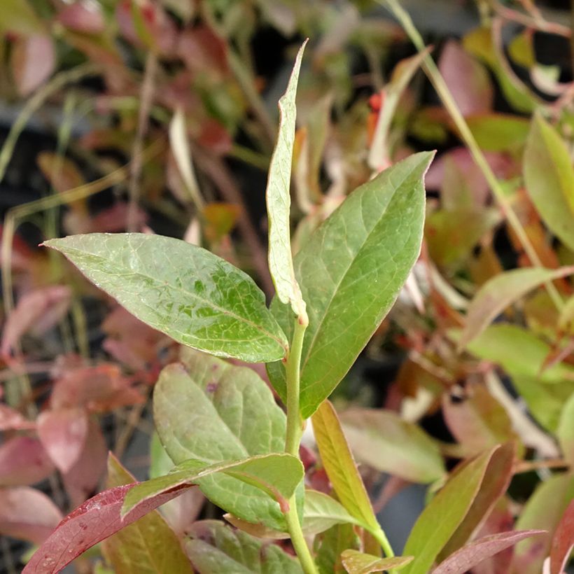 Blauwe bes Rubel (Blad)