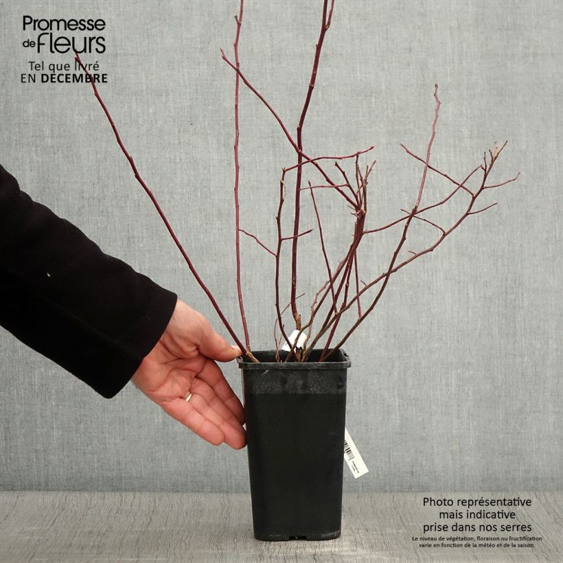 Exemplaar van Blauwe bes Rubel Pot van 1 l/1,5 l zoals geleverd in de herfst