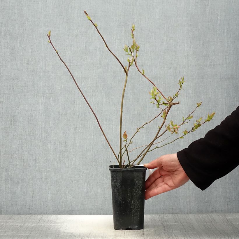 Exemplaar van Blauwe bes Rubel Pot van 1 l/1,5 l zoals geleverd in de lente