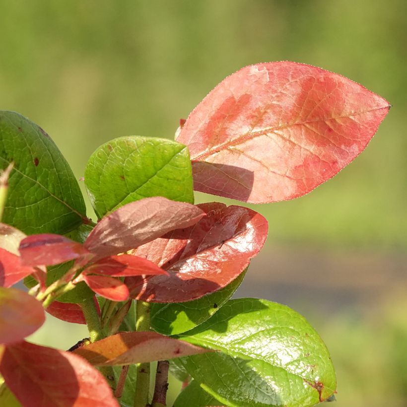 Blauwe bes Goldtraube (Blad)