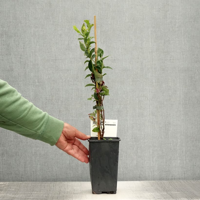 Exemplaar van Blauwe bes Blue Crop Pot van 1,5 l/2 l, Struik zoals geleverd in de zomer