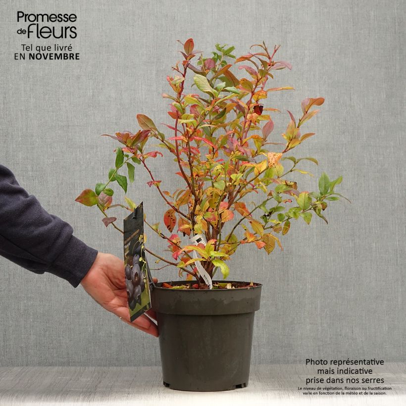 Exemplaar van Blauwe bes Blue Crop Pot van 4 l/5 l zoals geleverd in de herfst