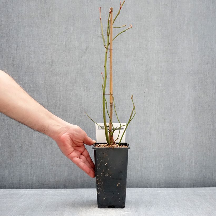 Exemplaar van Blauwe bes Blue Dessert Pot van 1,5 l/2 l, Struik zoals geleverd in de winter