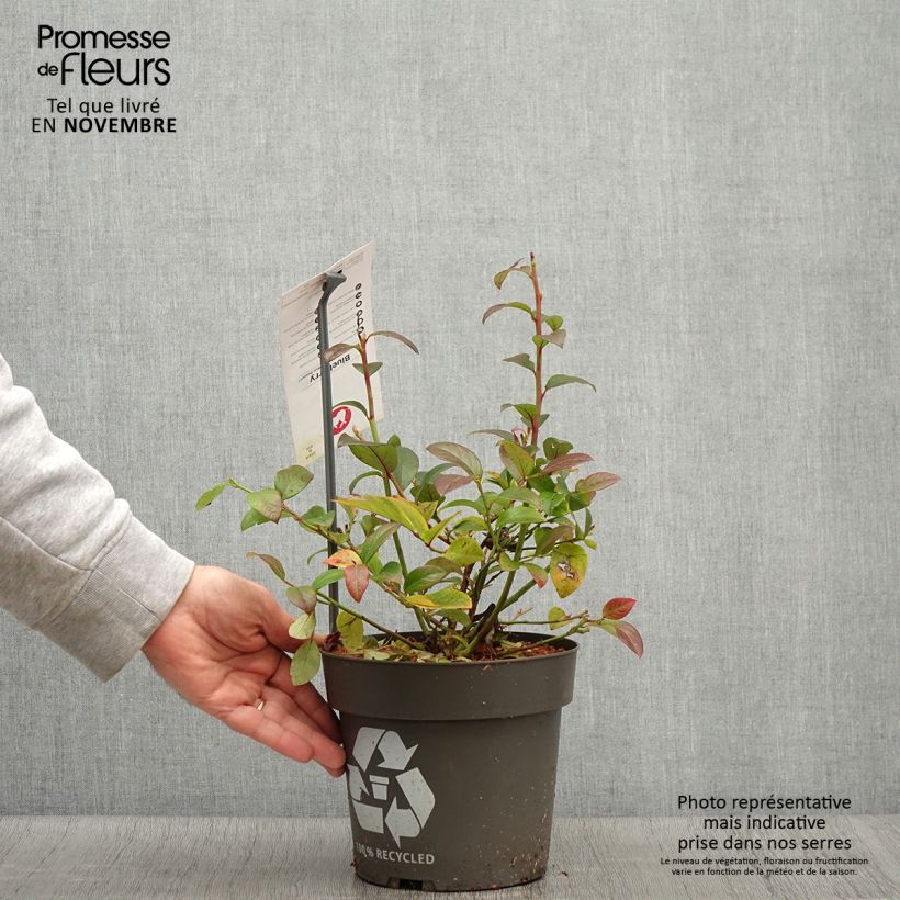 Exemplaar van Myrtillier Blue Dessert Pot de 3L/4L, Touffe zoals geleverd in de herfst