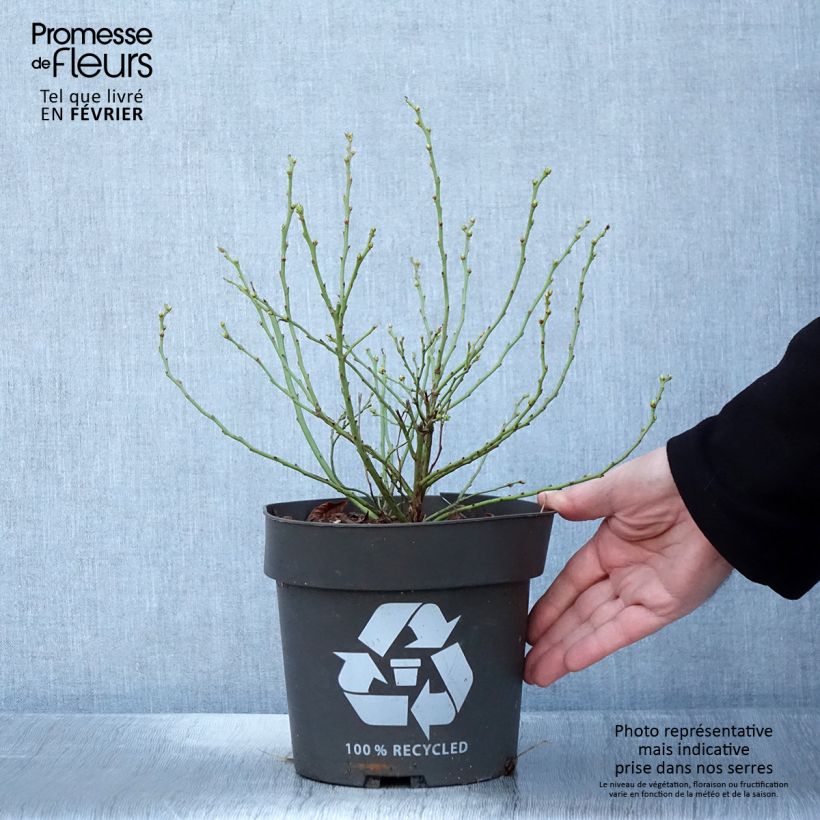 Exemplaar van Myrtillier Blue Roma Pot de 3L/4L, Touffe zoals geleverd in de winter