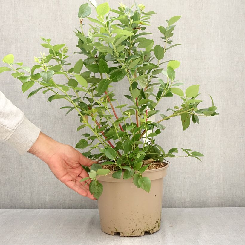 Exemplaar van Blauwe bes Blue Suede Pot van 4 l/5 l, Struik zoals geleverd in de herfst