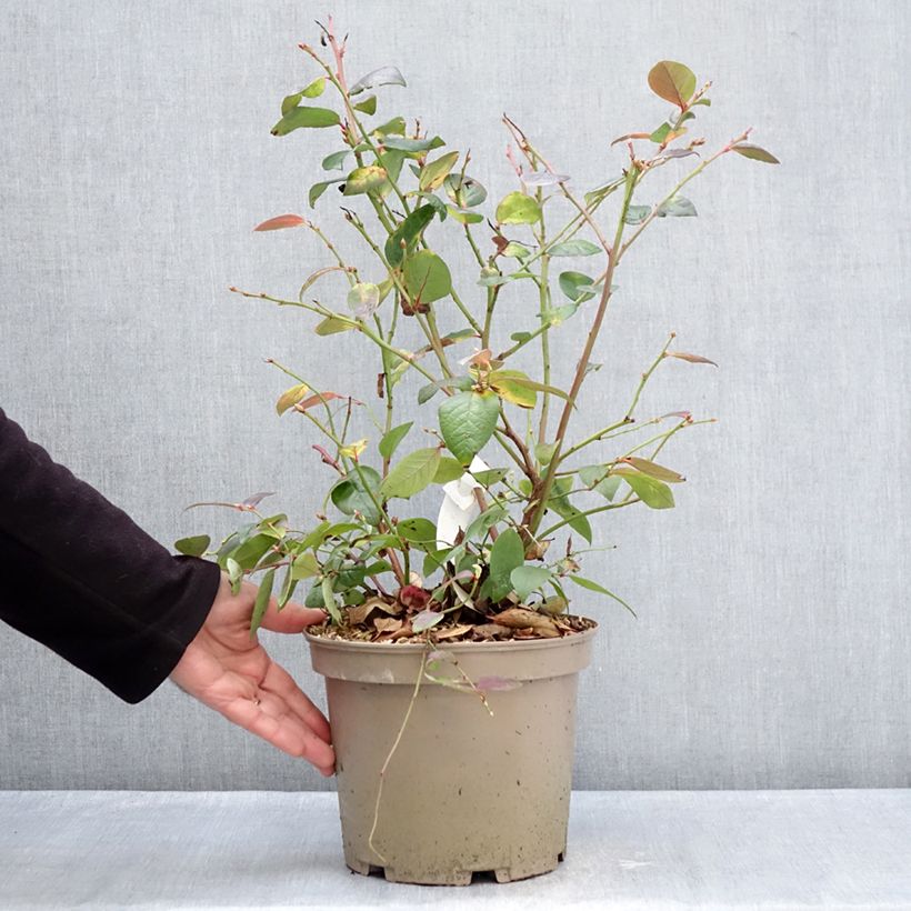 Exemplaar van Blauwe bes Blue Suede Pot van 4 l/5 l, Struik zoals geleverd in de winter