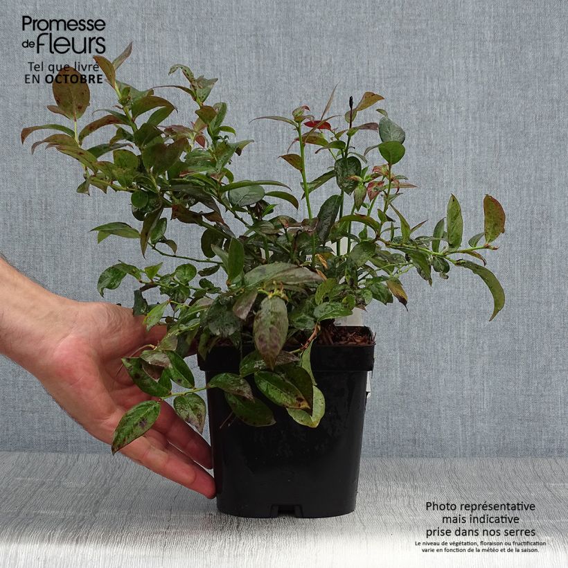 Exemplaar van Blauwe bes Cabernet Splash Pot van 2 l/3 l, Struik zoals geleverd in de herfst