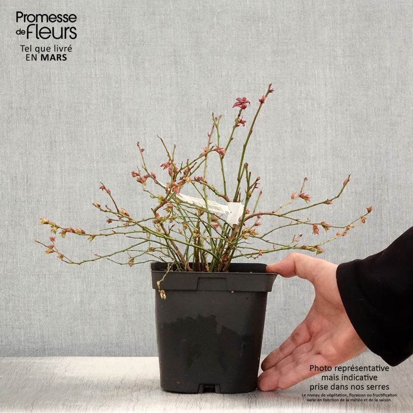 Exemplaar van Blauwe bes Cabernet Splash Pot van 2 l/3 l, Struik zoals geleverd in de lente