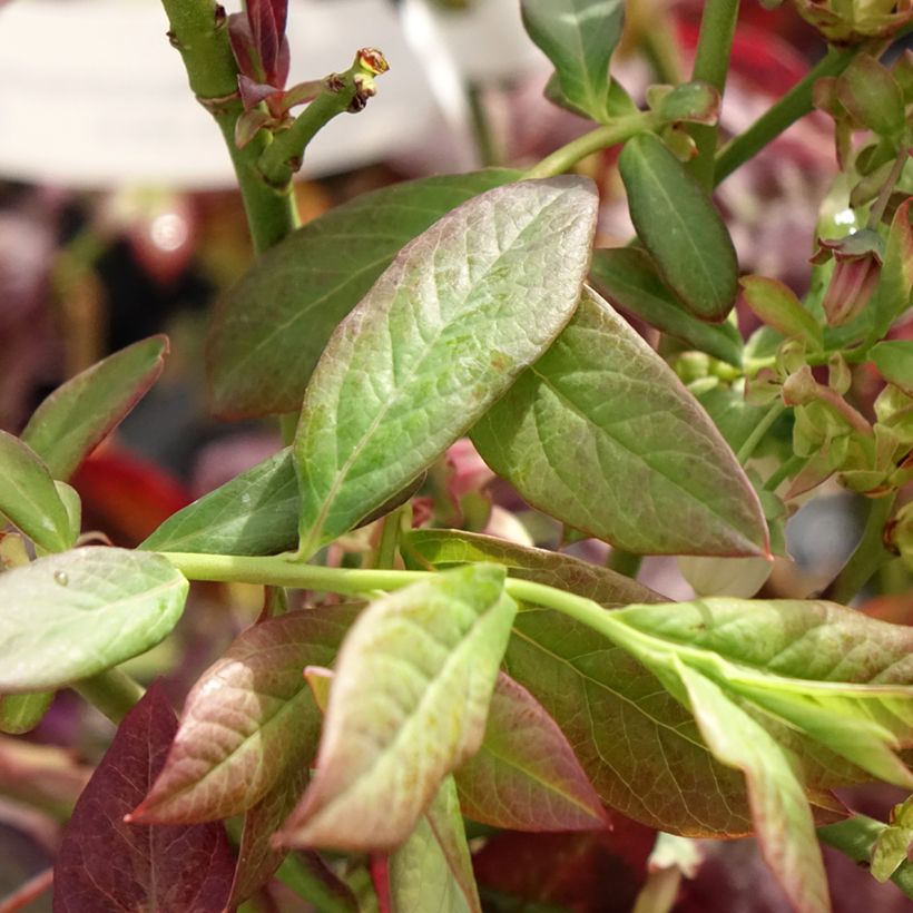 Blauwe bes Cabernet Splash (Blad)