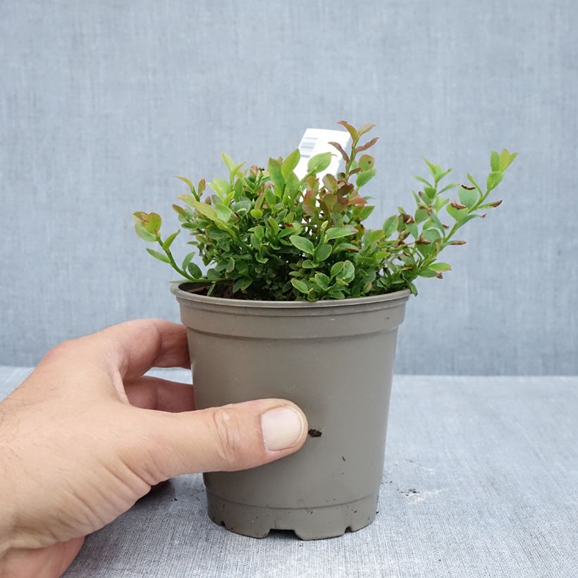 Exemplaar van Blauwe bosbes - Vaccinium myrtillus Pot van 12 cm / 13 cm, Struik zoals geleverd in de herfst
