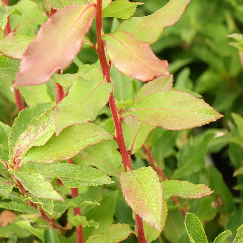 Azoren-bosbes Blautropf (Blad)