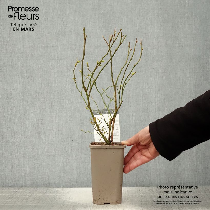 Exemplaar van Blauwe bes Hortblue Poppins Pot van 1,5 l/2 l, Struik zoals geleverd in de lente