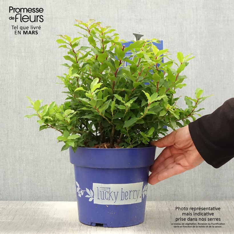 Exemplaar van Blauwe bes Lucky Berry Pot van 4 l/5 l, Pol zoals geleverd in de lente