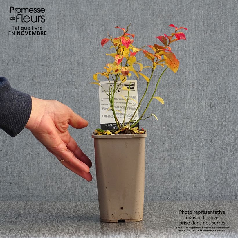 Exemplaar van Blauwe bes Patriot Pot van 1,5 l/2 l, Struik zoals geleverd in de herfst