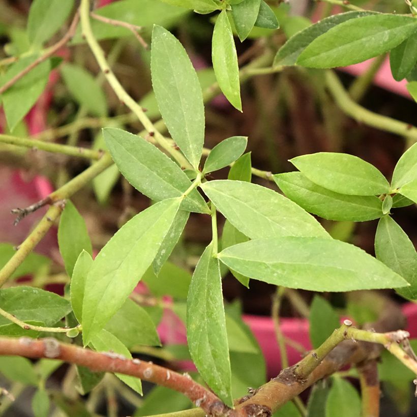 Blauwe bes Pink Berry (Blad)
