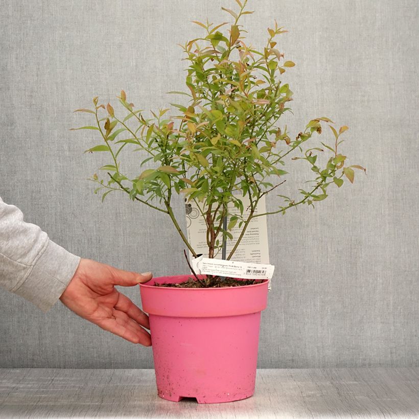 Exemplaar van Blauwe bes Pink Berry Pot van 2 l/3 l, Pol zoals geleverd in de lente